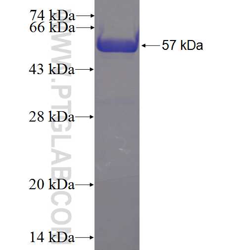 RBBP4 fusion protein Ag6196 SDS-PAGE