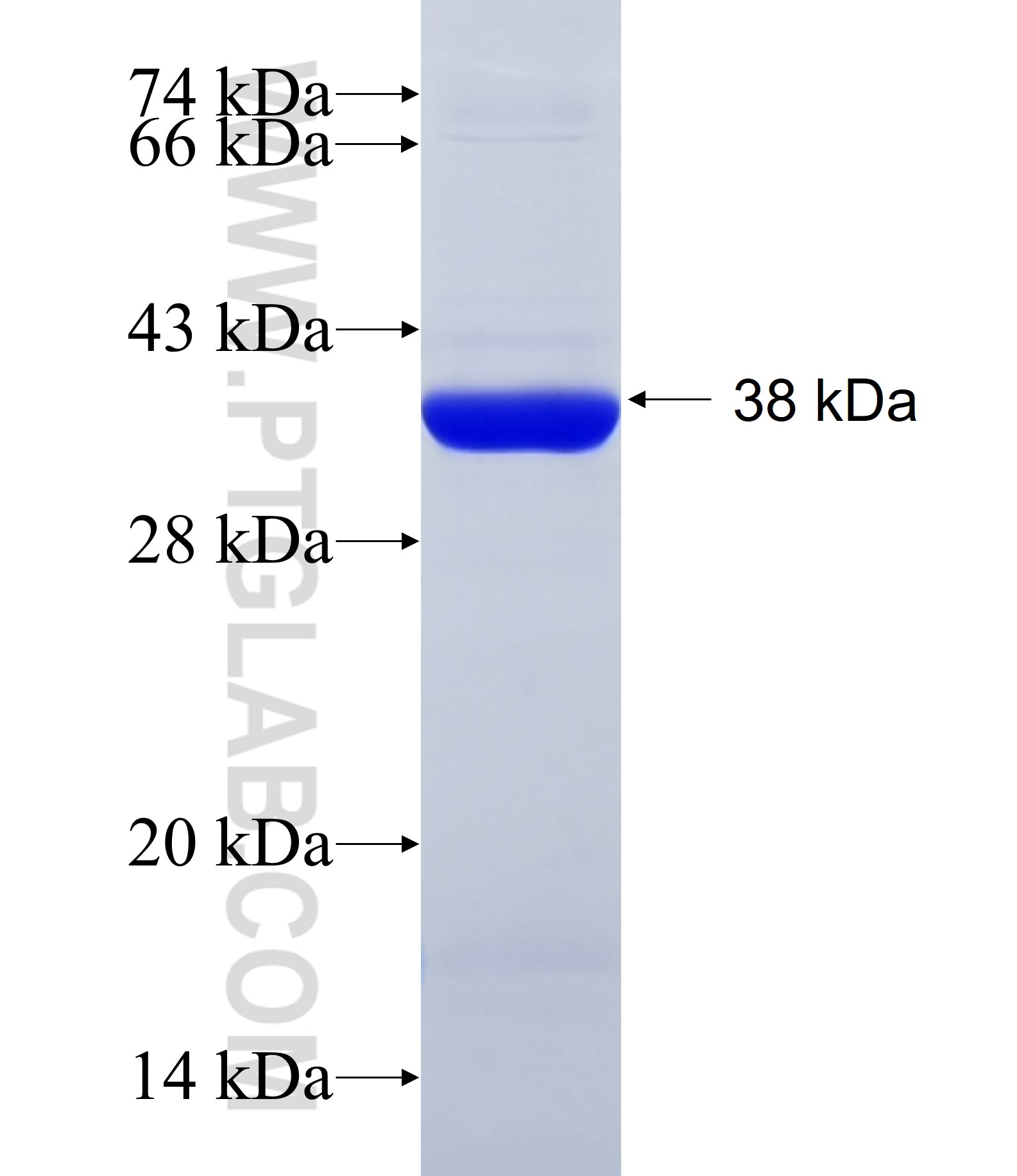 RBBP5 fusion protein Ag34568 SDS-PAGE