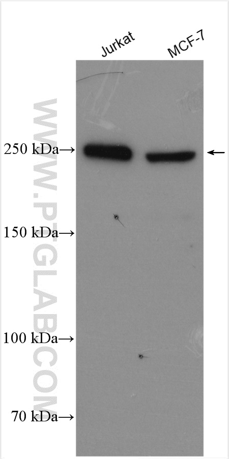 WB analysis using 11882-1-AP