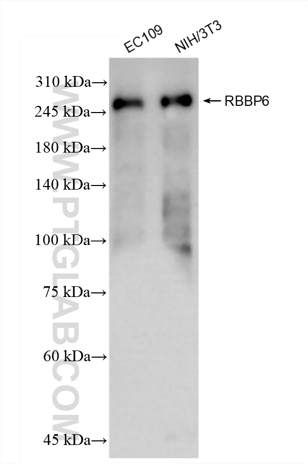 WB analysis using 85884-5-RR (same clone as 85884-5-PBS)