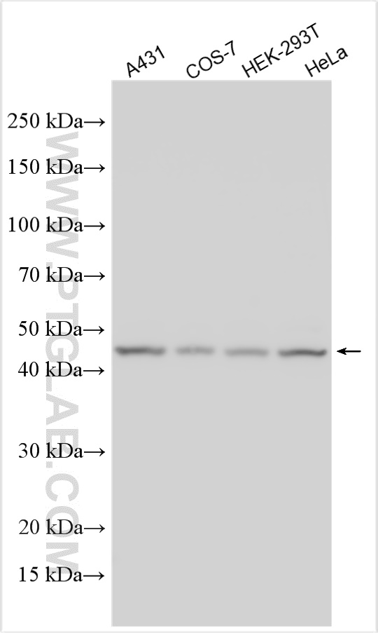 WB analysis using 20365-1-AP