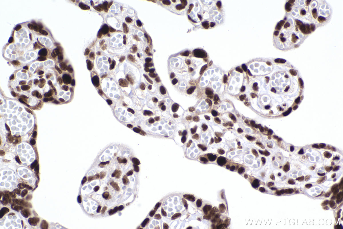IHC staining of human placenta using 84330-1-RR