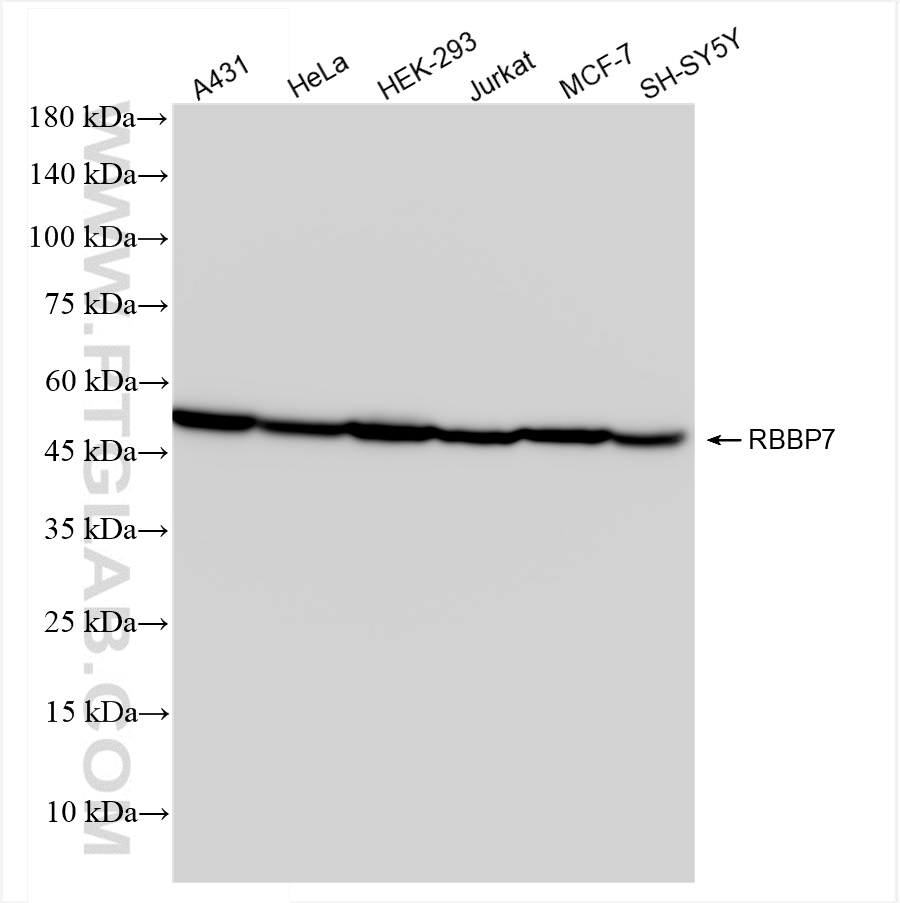 WB analysis using 84330-1-RR