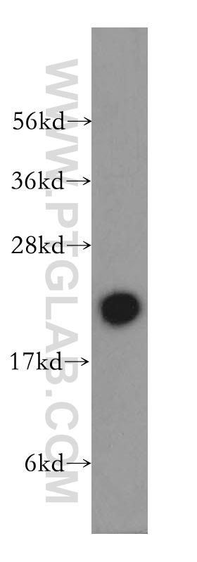 WB analysis of mouse testis using 12230-2-AP