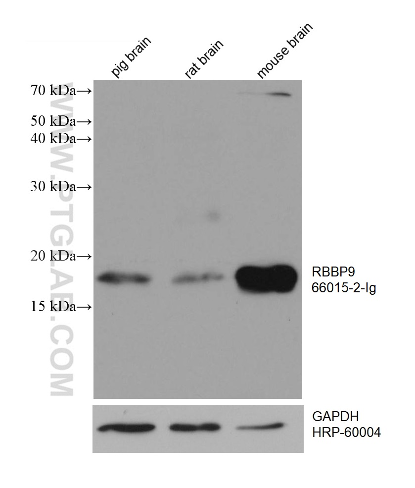 WB analysis using 66015-2-Ig