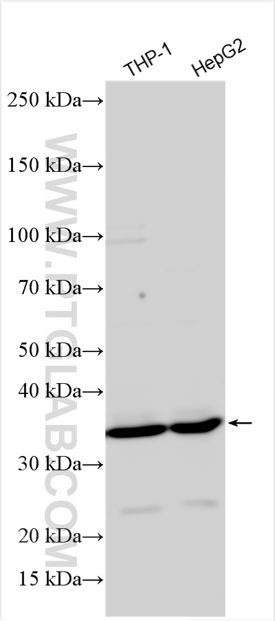 WB analysis using 31590-1-AP