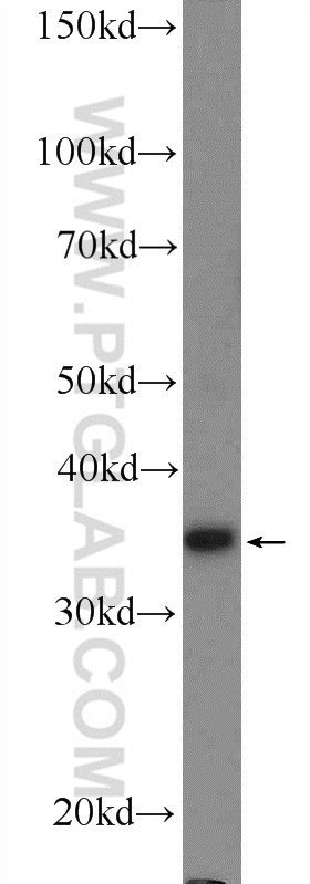 WB analysis of HEK-293 using 17220-1-AP