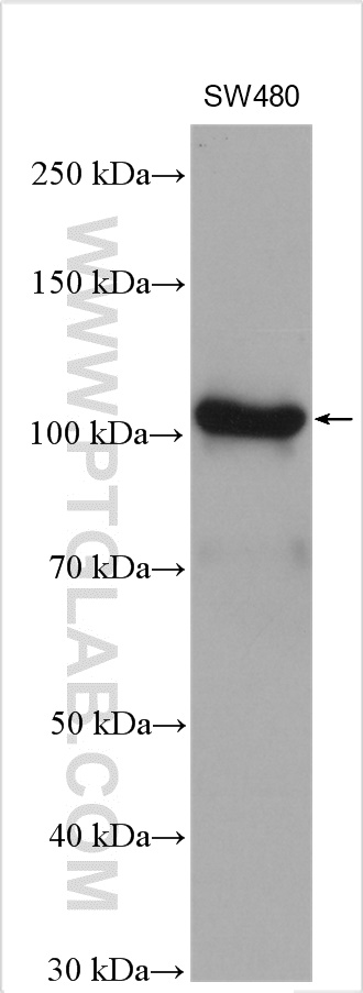 WB analysis of SW480 using 10587-1-AP