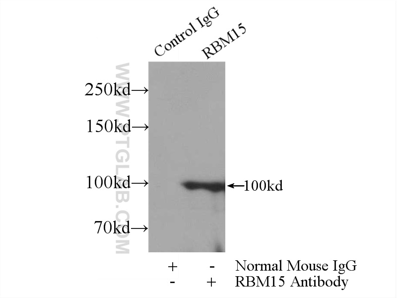 IP experiment of HEK-293 using 66059-1-Ig