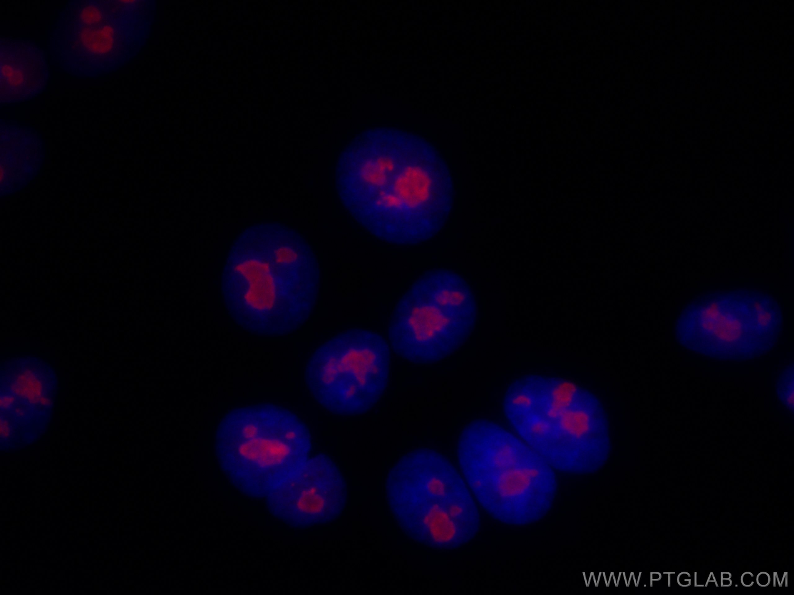 IF Staining of HepG2 using CL594-10587
