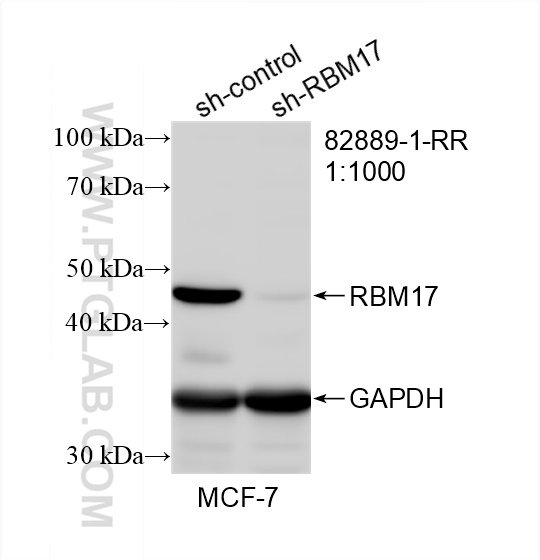 WB analysis of MCF-7 using 82889-1-RR (same clone as 82889-1-PBS)