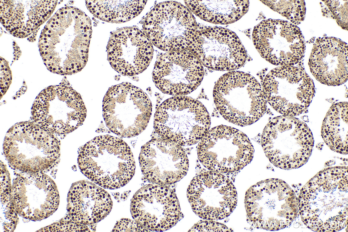 IHC staining of mouse testis using 82889-2-RR (same clone as 82889-2-PBS)