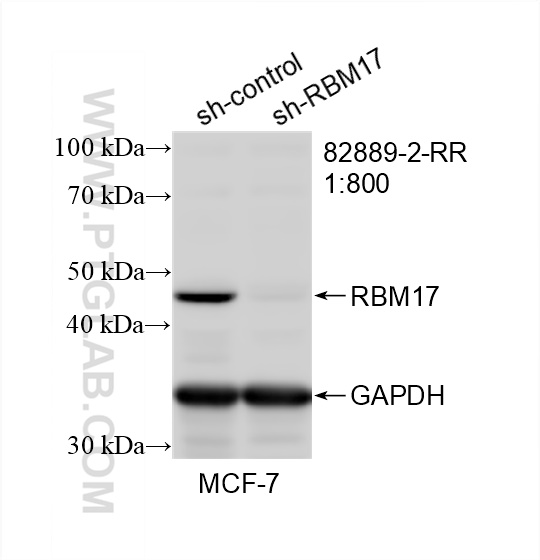 WB analysis of MCF-7 using 82889-2-RR (same clone as 82889-2-PBS)