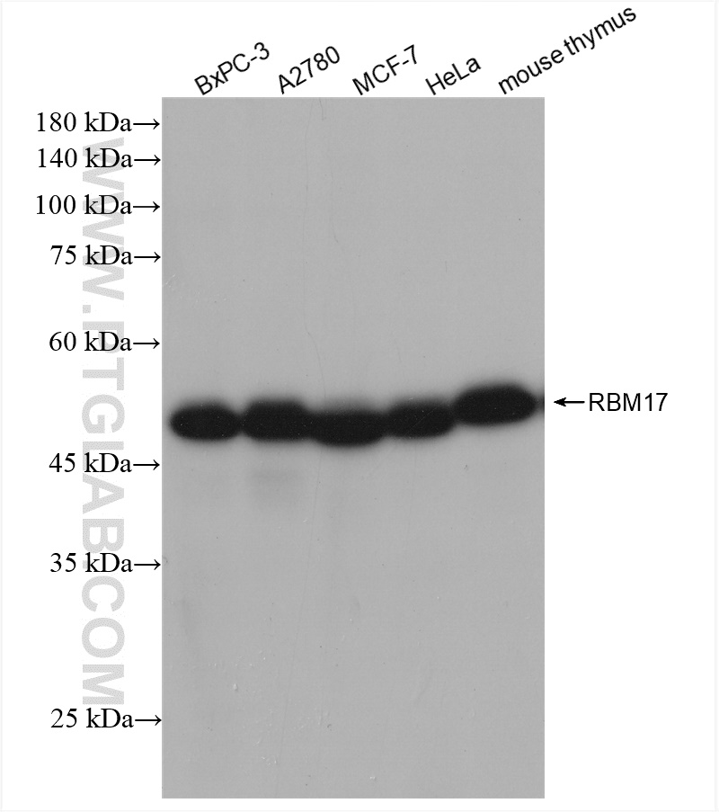 WB analysis using 82889-3-RR