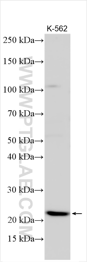 WB analysis using 32924-1-AP WB analysis using 32924-1-AP