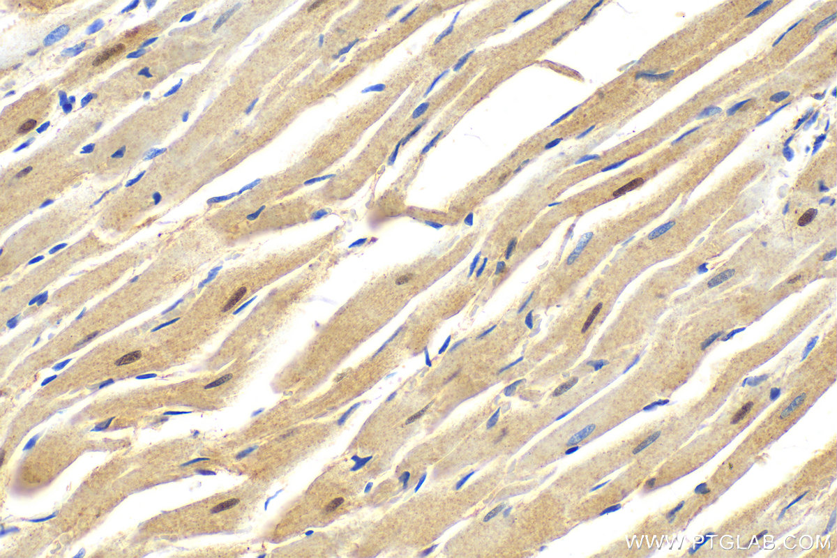 IHC staining of rat heart using 31177-1-AP (same clone as 31177-1-PBS)