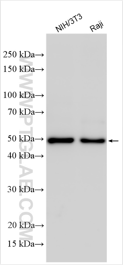 WB analysis using 22103-1-AP