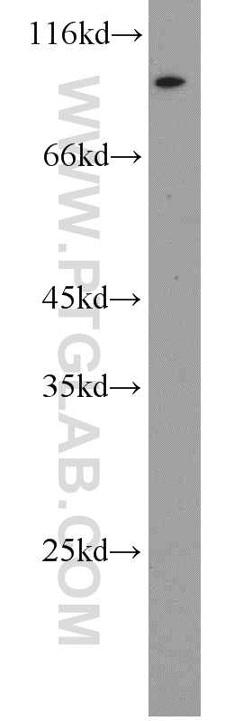 WB analysis of NIH/3T3 using 16484-1-AP