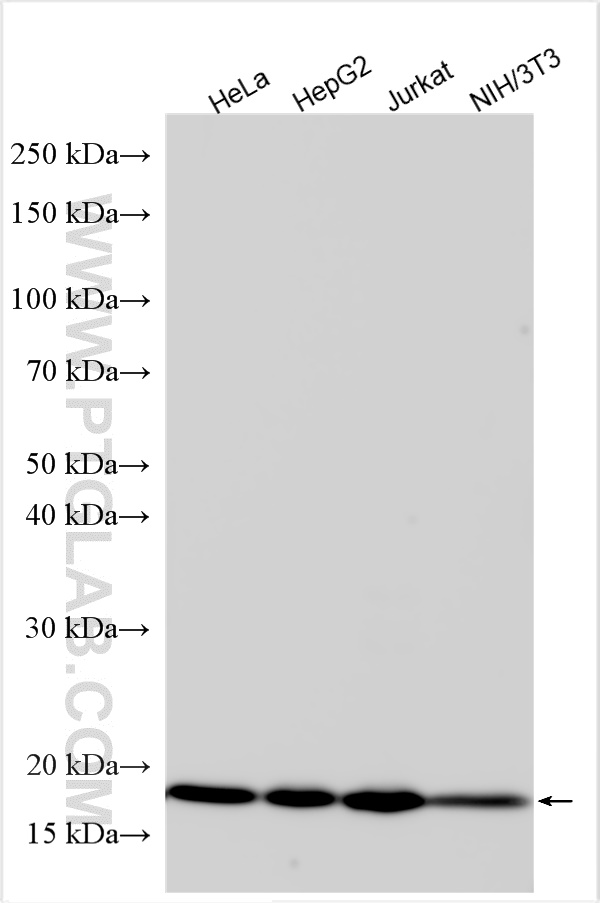 WB analysis using 14363-1-AP