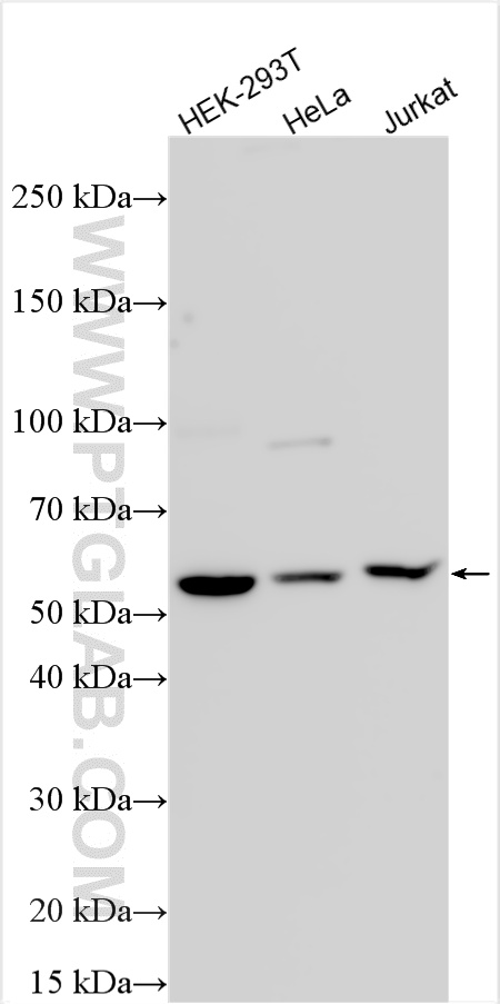 WB analysis using 32834-1-AP