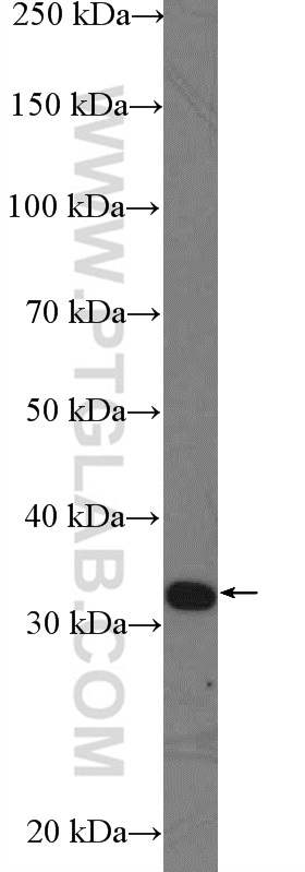 WB analysis of HepG2 using 21896-1-AP