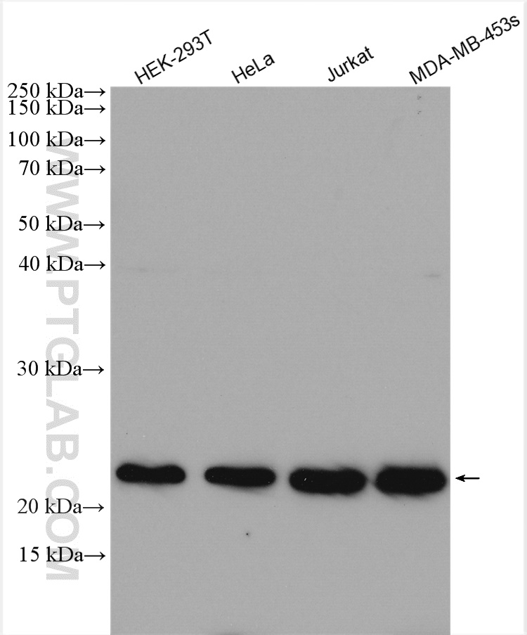 WB analysis using 14958-1-AP