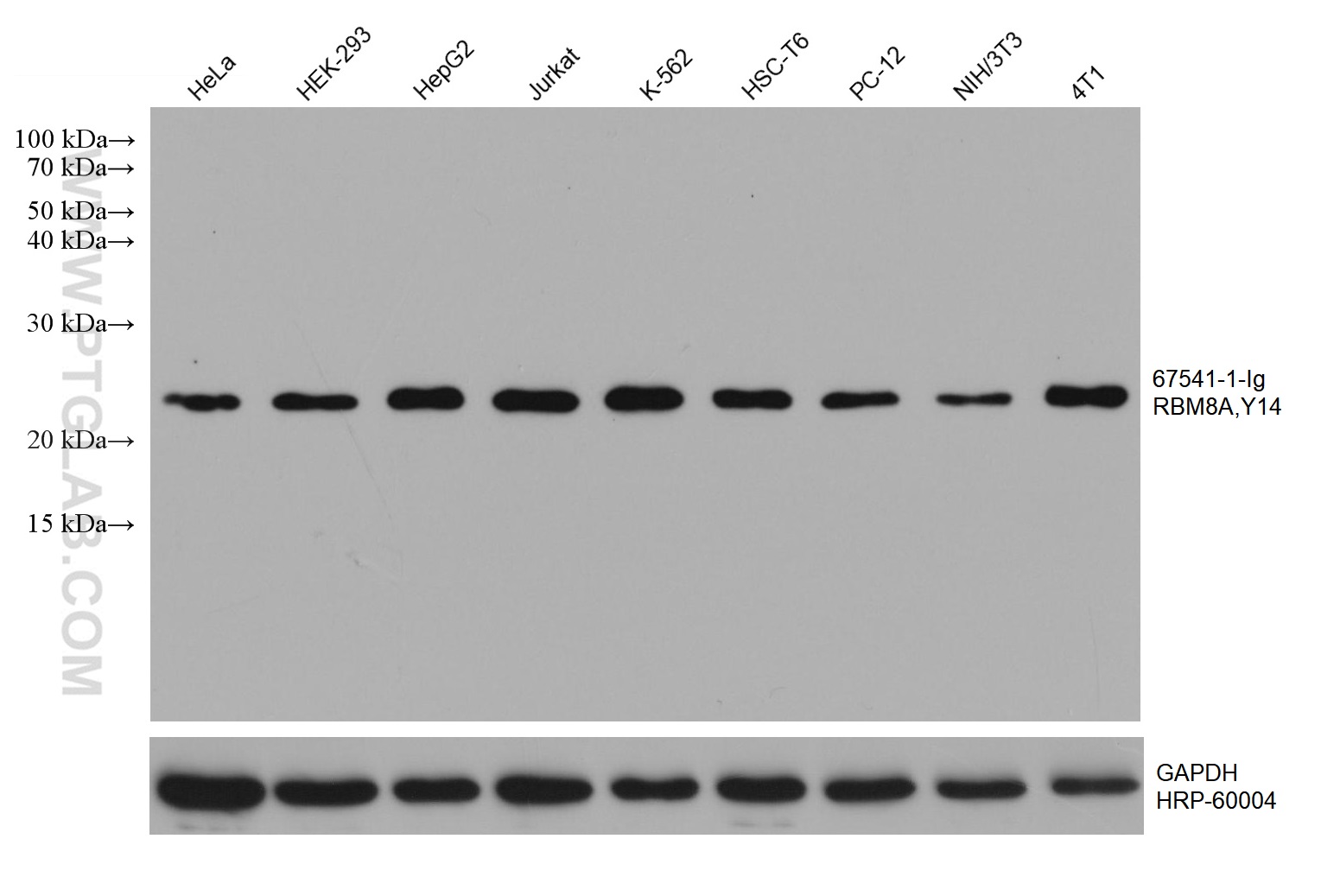 WB analysis using 67541-1-Ig