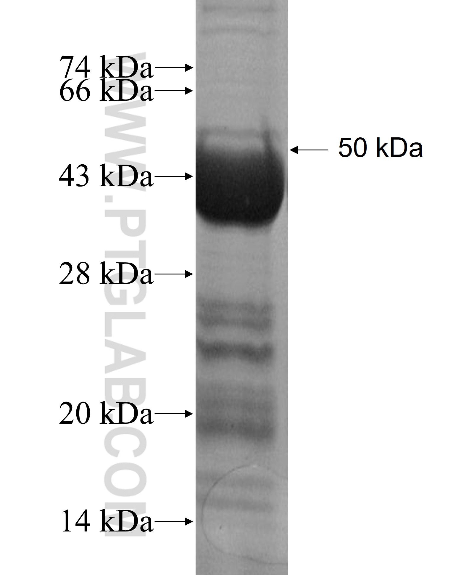 RBM8A,Y14 fusion protein Ag2935 SDS-PAGE