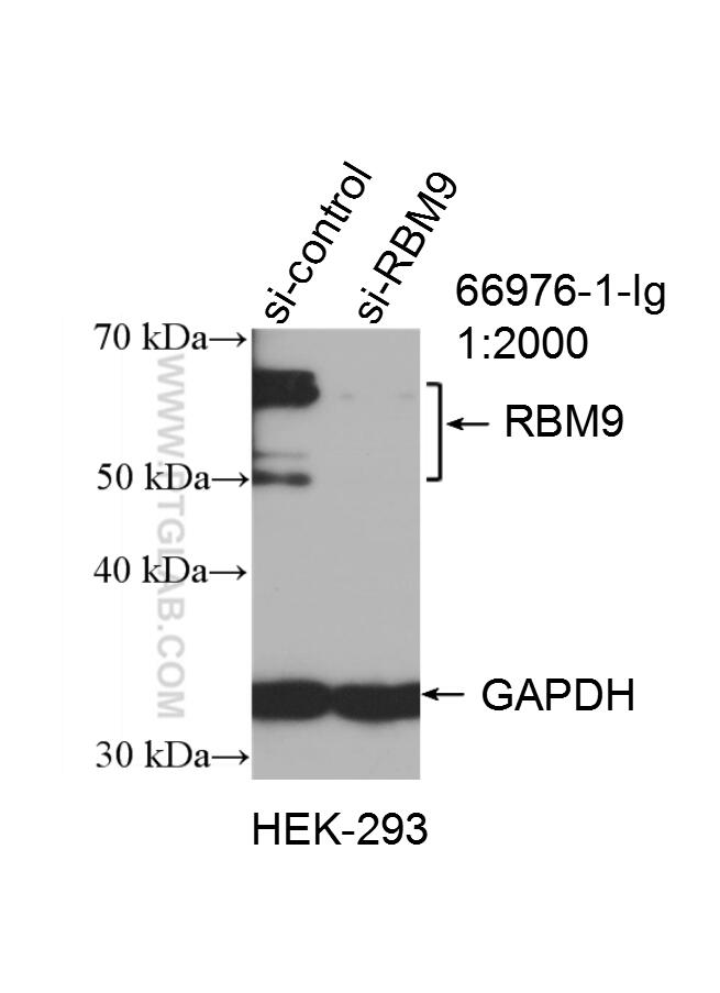 WB analysis of HEK-293 using 66976-1-Ig (same clone as 66976-1-PBS)