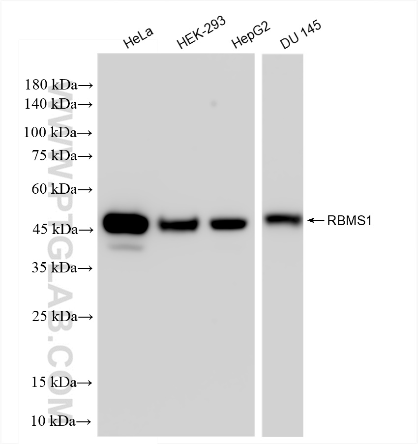 WB analysis using 83623-5-RR (same clone as 83623-5-PBS)