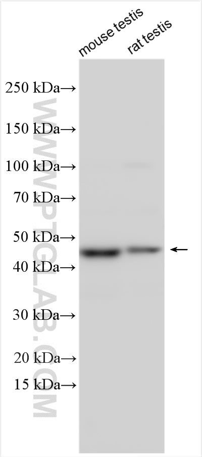 WB analysis using 27987-1-AP