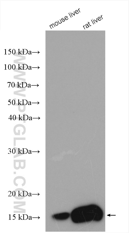 WB analysis using 22683-1-AP