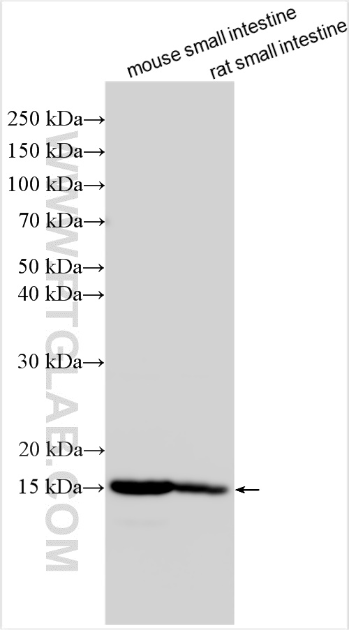 WB analysis using 31527-1-AP