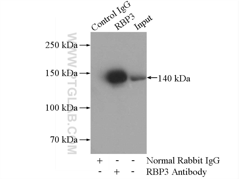 IP experiment of Y79 using 14352-1-AP