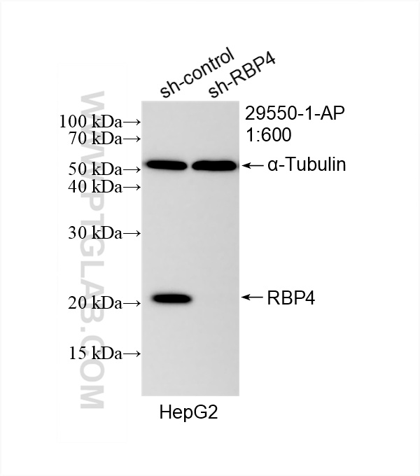 WB analysis of HepG2 using 29550-1-AP (same clone as 29550-1-PBS)