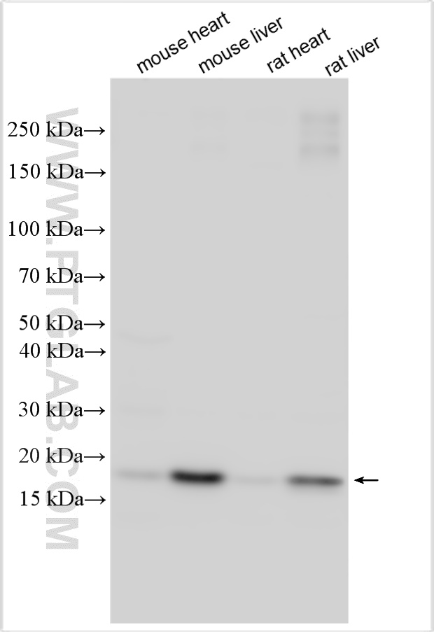 WB analysis using 32392-1-AP