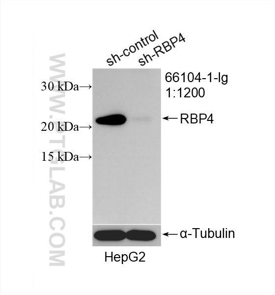 WB analysis of HepG2 using 66104-1-Ig (same clone as 66104-1-PBS)