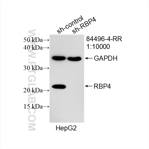 WB analysis of HepG2 using 84496-4-RR (same clone as 84496-4-PBS)