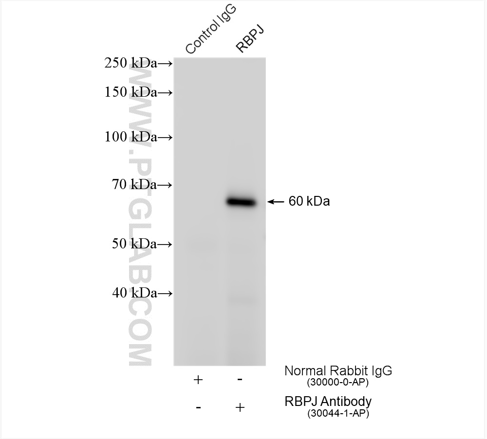 IP experiment of HepG2 using 30044-1-AP