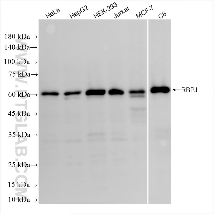 WB analysis using 85676-3-RR (same clone as 85676-3-PBS)