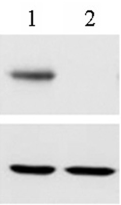 Western blot of RBPJ antibody. Wild type (lane 1) or RBPJ KO (lane 2) DG75 cell lysate was probed with RBPJ antibody (top row) or a GAPDH antibody (bottom row) to show equal loading.