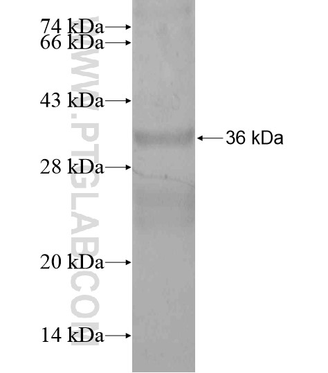 RBPJL fusion protein Ag20094 SDS-PAGE RBPJL fusion protein Ag20094 SDS-PAGE