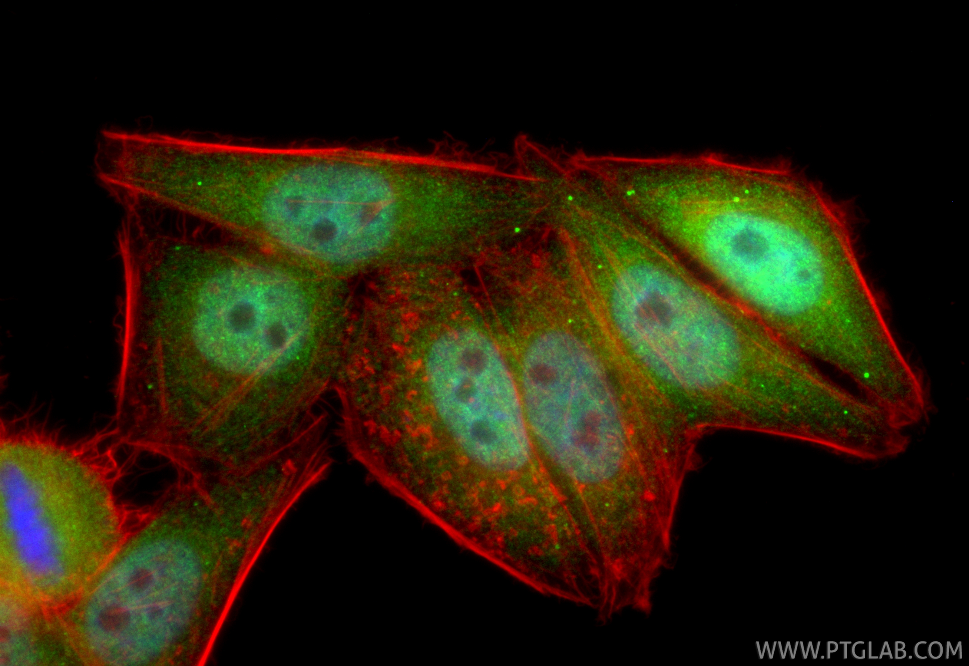 IF Staining of HepG2 using CL488-85086-5