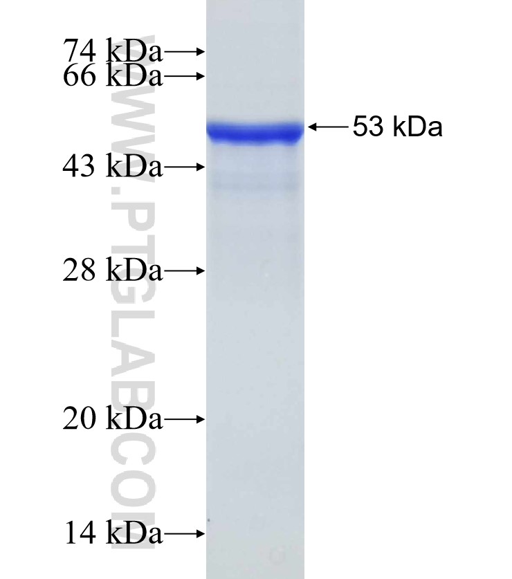 RBPMS fusion protein Ag7256 SDS-PAGE