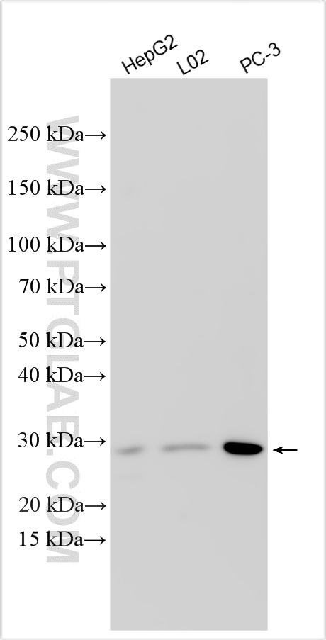Various lysates were subjected to SDS PAGE followed by western blot with 32971-1-AP (RBPMS2 antibody) at dilution of 1:1000 incubated at room temperature for 1.5 hours. WB analysis using 32971-1-AP