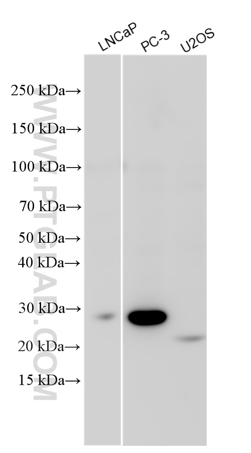 Various lysates were subjected to SDS PAGE followed by western blot with 32971-1-AP (RBPMS2 antibody) at dilution of 1:1000 incubated at room temperature for 1.5 hours. WB analysis using 32971-1-AP