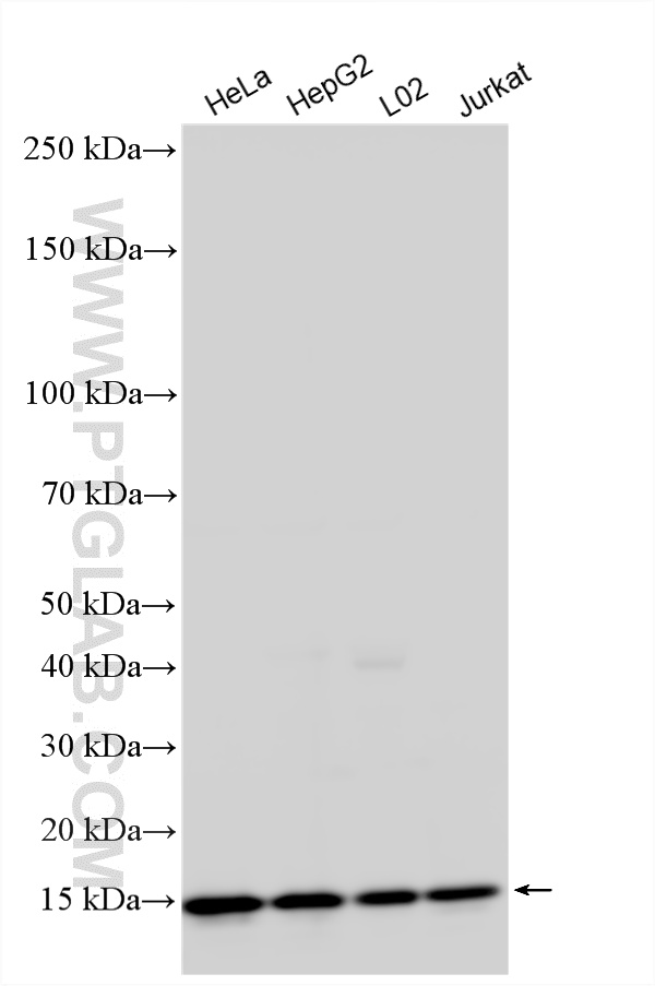 WB analysis using 14895-1-AP
