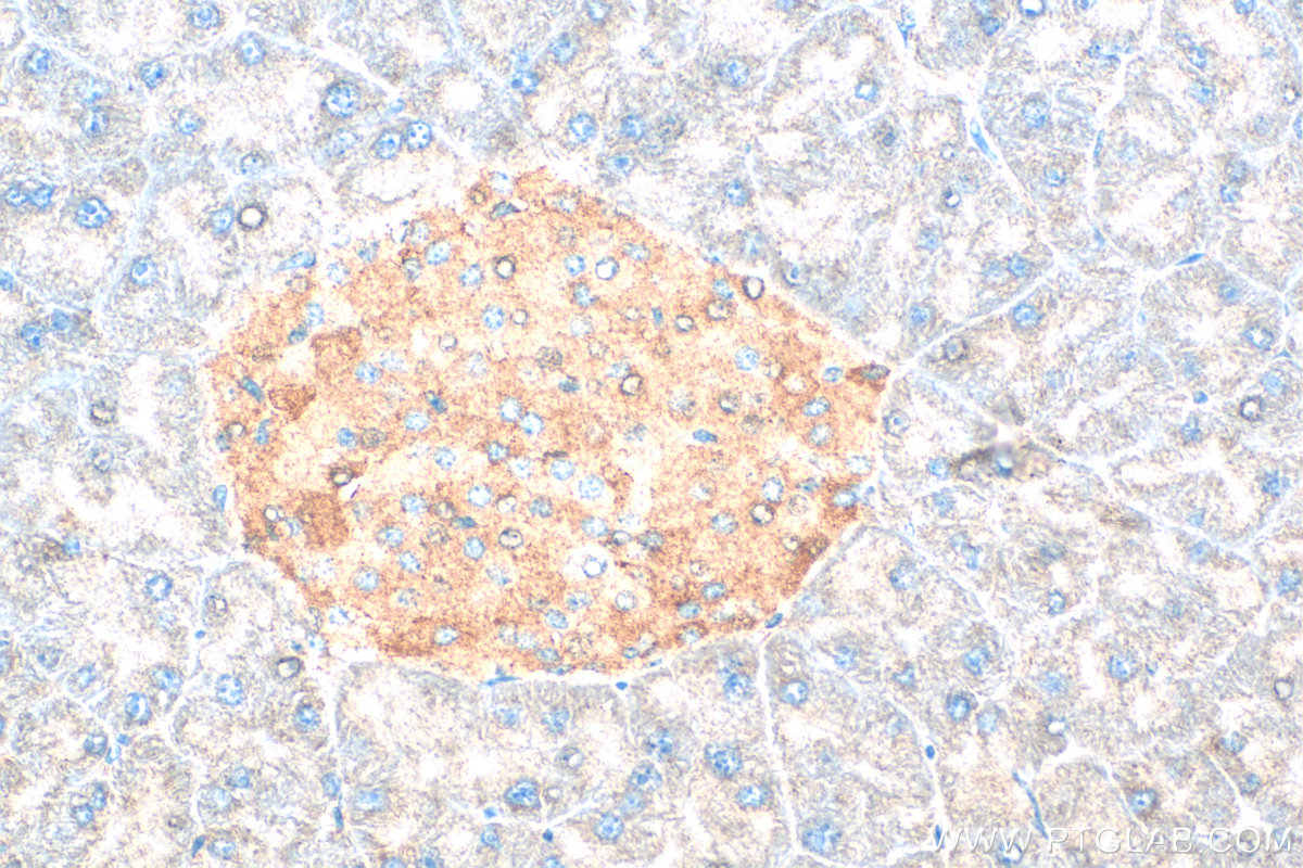 IHC staining of mouse pancreas using 31234-1-AP