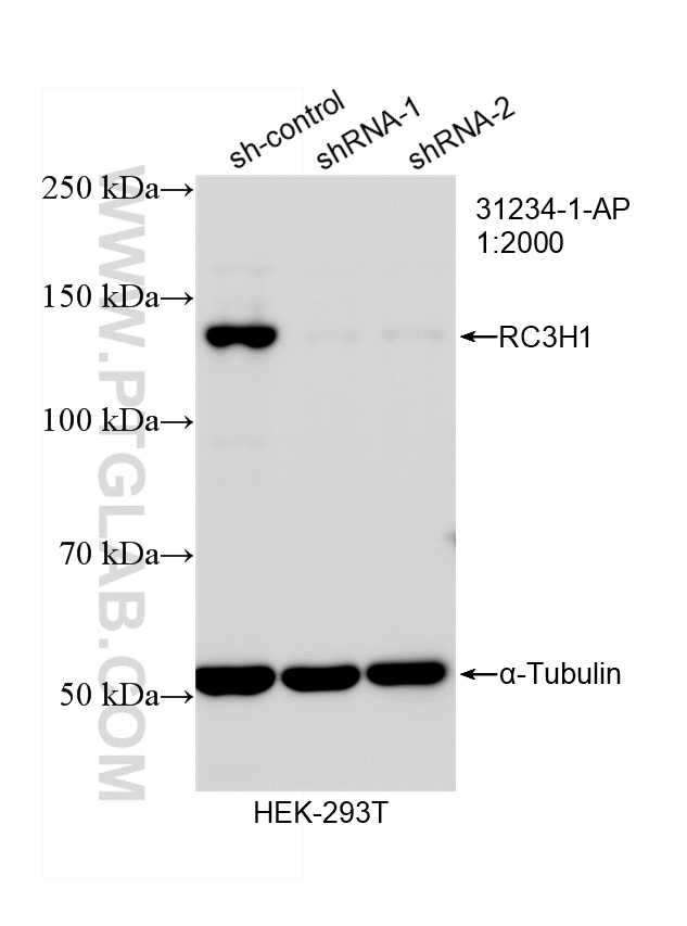 WB analysis of HEK-293T using 31234-1-AP