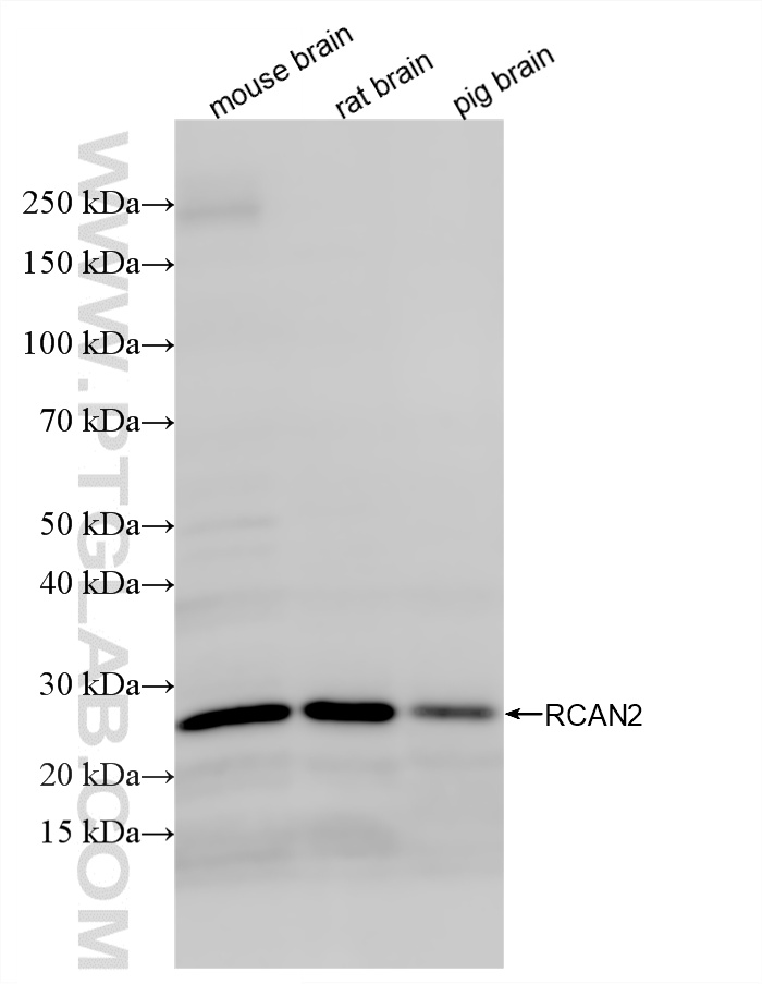 WB analysis using 86561-1-RR